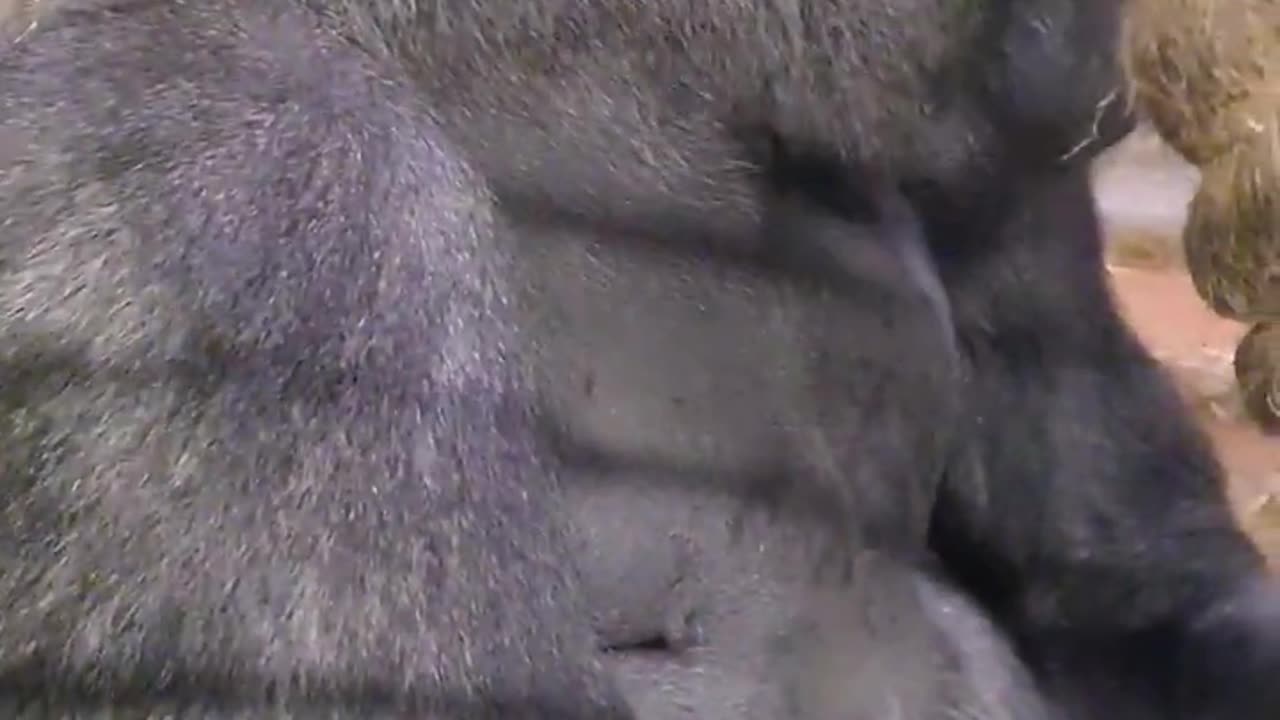 Eating the banana and the peel separately! #gorilla #eating #asmr #satisfying