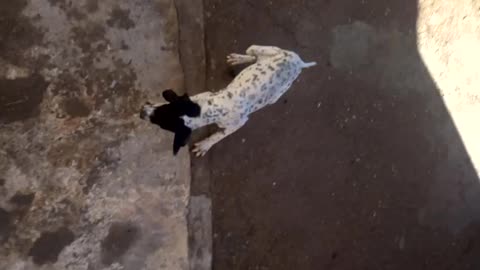 dog playing