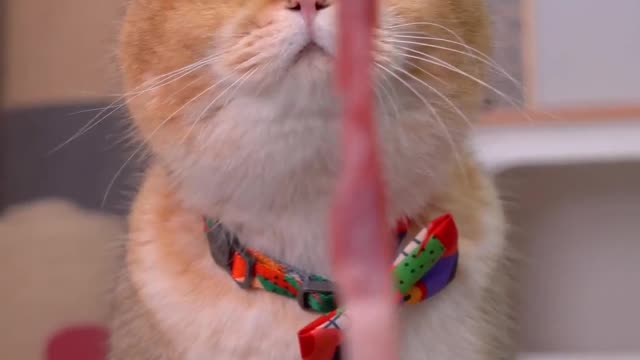 Cats eat boiled egg noodles with beef, and it's so healing!