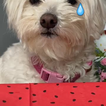 ¡No le des estos Alimentos TÓXICOS a tu Perro! ☠️🐶Anima Dogs #shorts