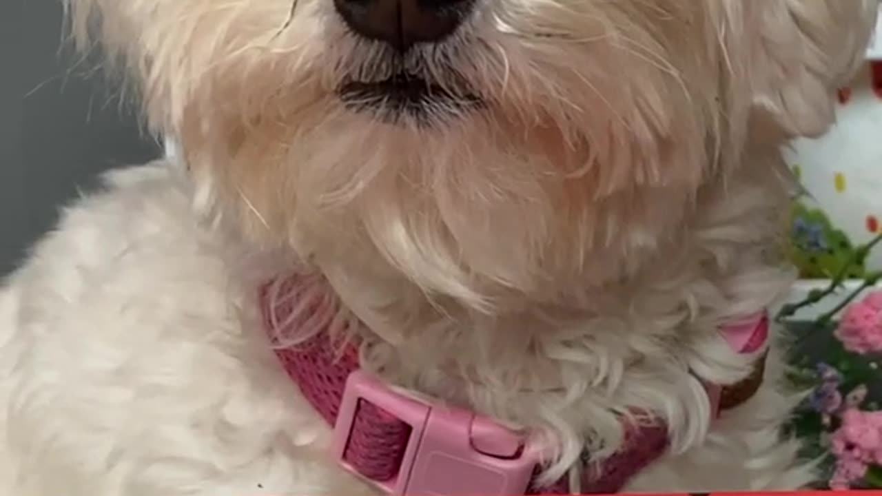 ¡No le des estos Alimentos TÓXICOS a tu Perro! ☠️🐶Anima Dogs #shorts