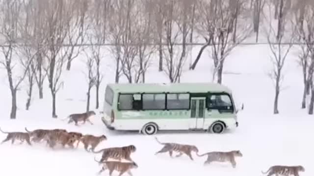 Have all the fare paid? We disembark without a ticket. Amur tigers