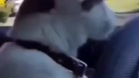 Funny cats