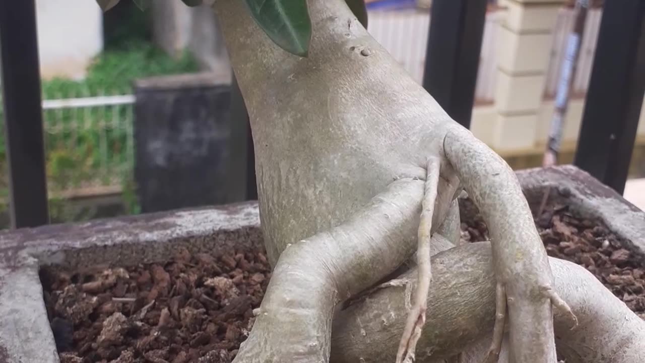 Adenium bonsai