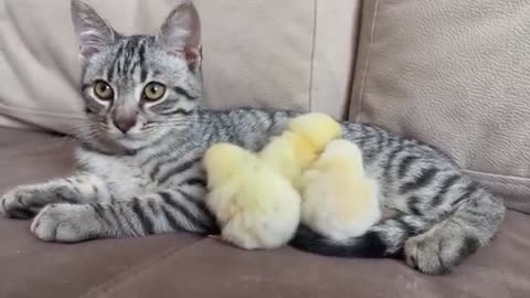 Cute Kitten Reacts to Baby Chickens