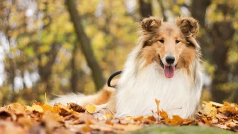 Rough Collie - Top 10 Facts