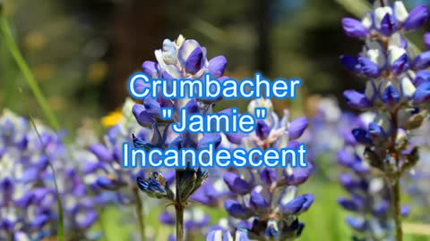 Crumbacher - Jamie #437