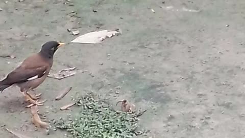 A cute martin bird life style