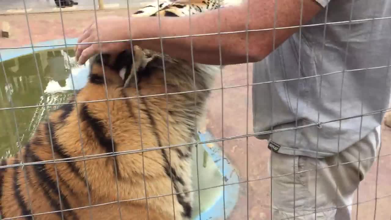 WOW TIGER ATTACKS ITS OWNER.