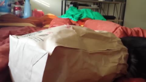 Top Funny Cats! They Will Make You Laugh!