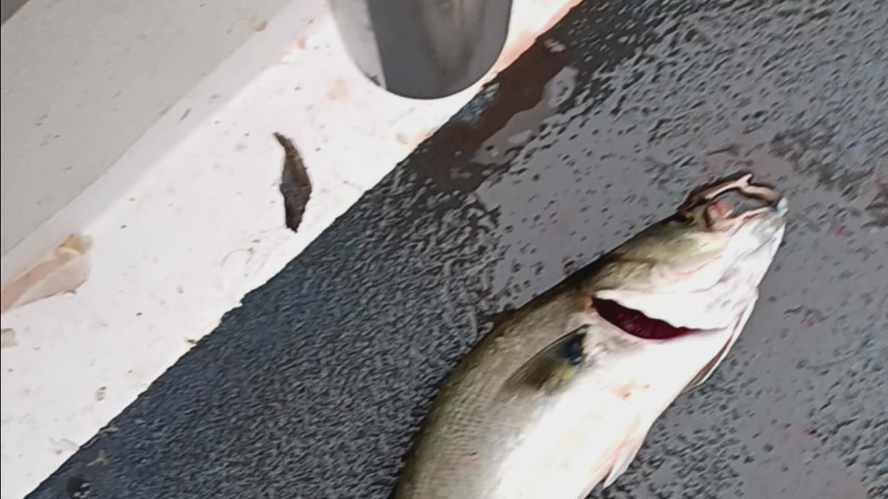 Bluefish teeth.