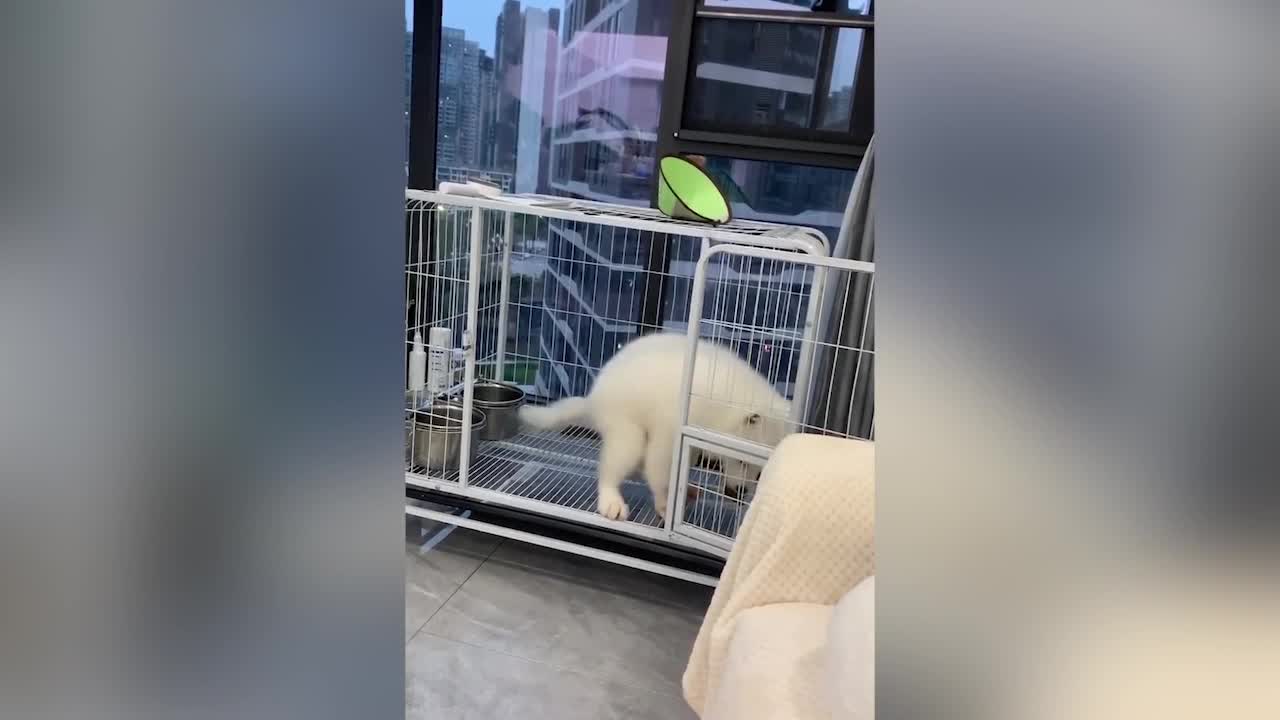 A dog peeing in a cage