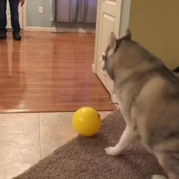 Husky is definitely a future goalie