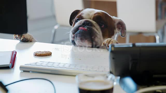 Bulldog trying to reach a cookie on the desk in an 🤣