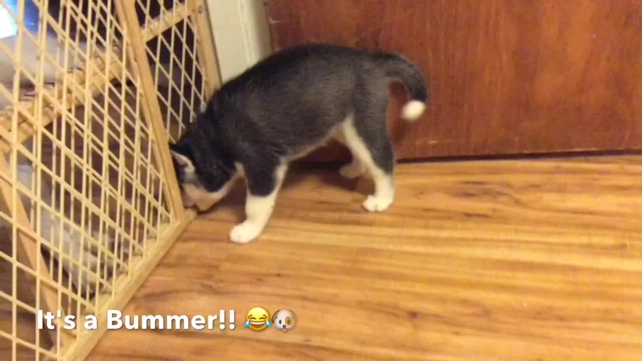 Siberian Husky Puppy Gets a Huge Surprise while Playing with Siblings