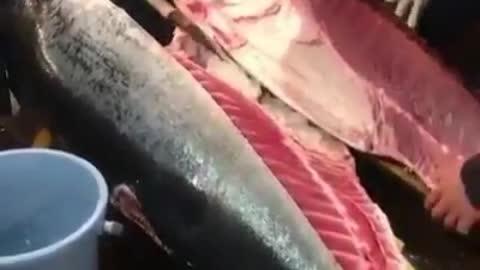 Slicing priceless tuna