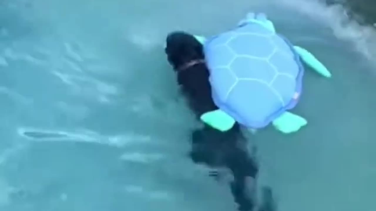 Funniest 🐶 Dogs and - Awesome Funny Pet Animals Life Videos 😇