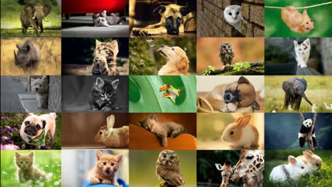 The Cute Animal Of Each Zodiac Sign