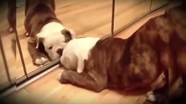 REACTION OF BEAUTIFUL AND CUTE PUPPIES LOOKING AT THE MIRROR