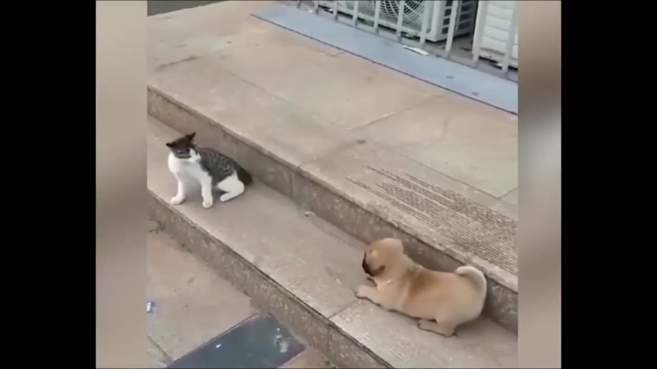 Playful Pets: Watch This Cat and Dog Rumble for Fun!