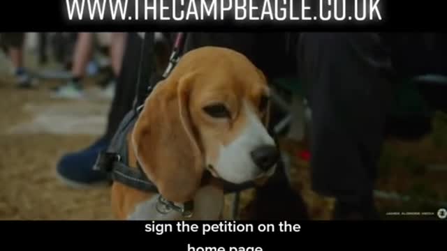 Camp Beagle campaign