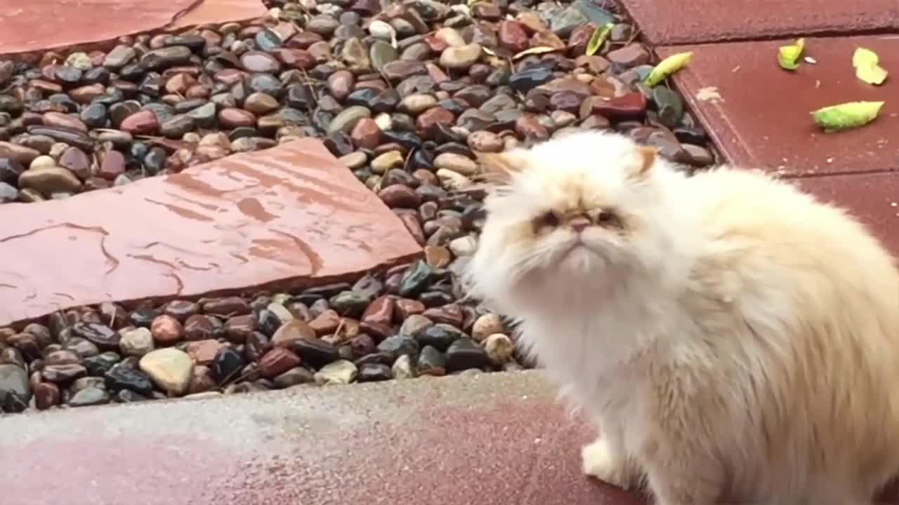 Funny Cat Compilation that make you laugh