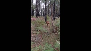 Wild Flowers, Happy Hound, Aussie Bush, Autumn's End