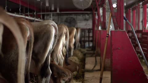 Rear ends of cows in stall