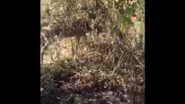 Man Rescues Deer Caught in Barbed Wire