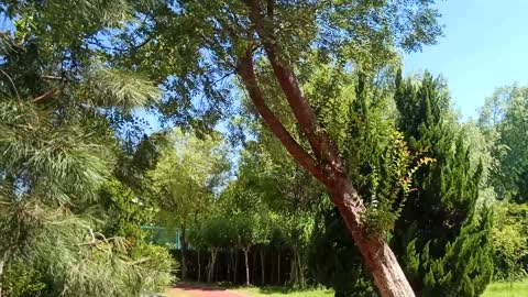 A tree blown by the wind