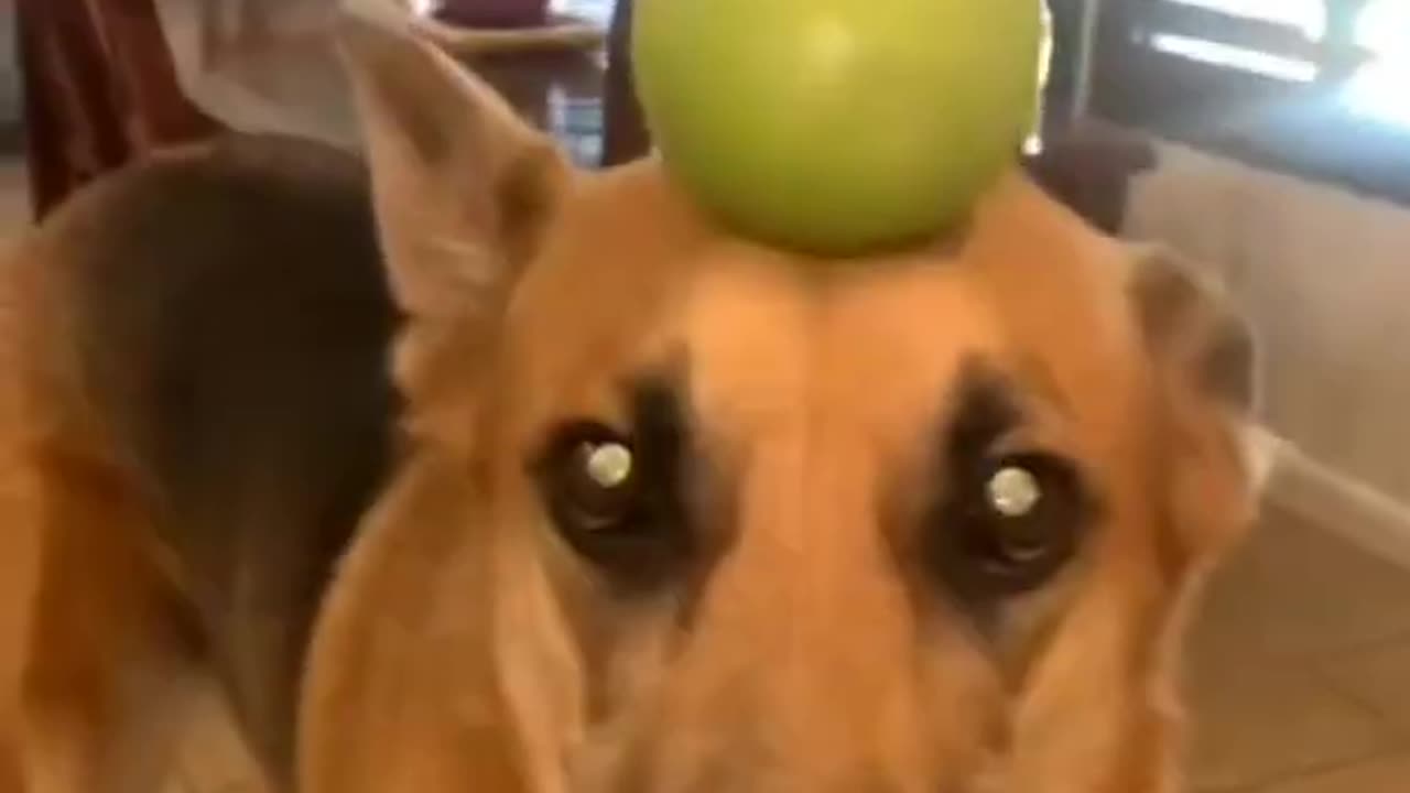 try not to laugh funny animals