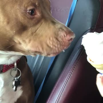 Rescued pit bull has ice cream for the first time