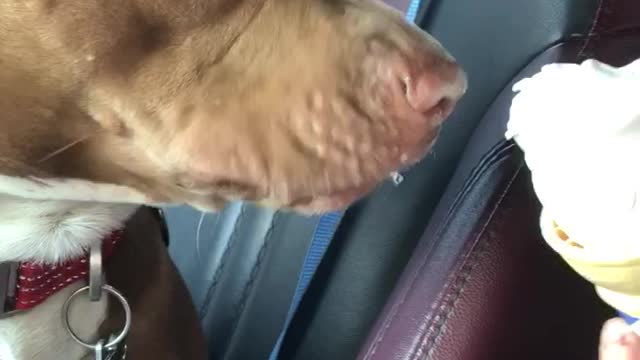 Rescued pit bull has ice cream for the first time