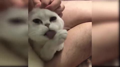 Baby cute cats funny video