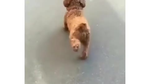 dog dancer