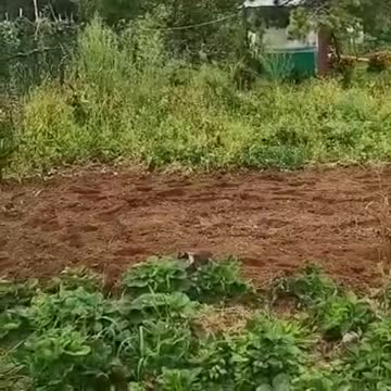 Игривый котенок Барсик