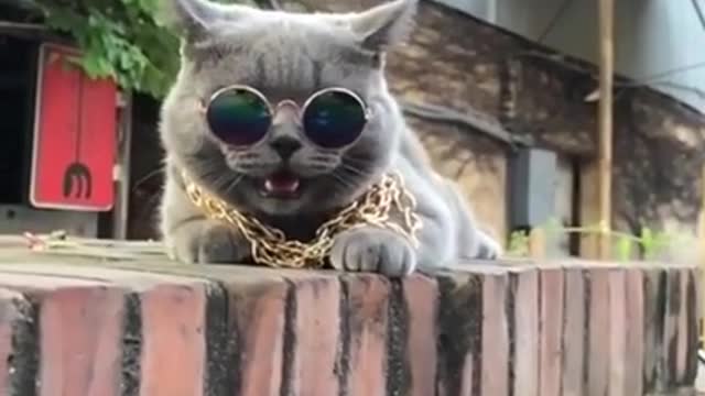 Funny cat videos Cut cat kitten-kitty Baby cat Lovely cat videos , Ep12275