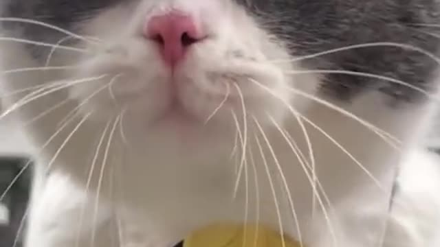 Try Giving Your Cat a Cucumber and See What Happens