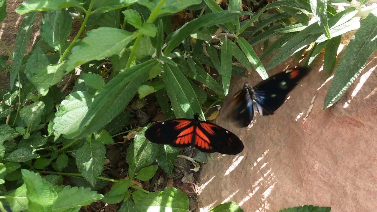 Butterfly paradise.