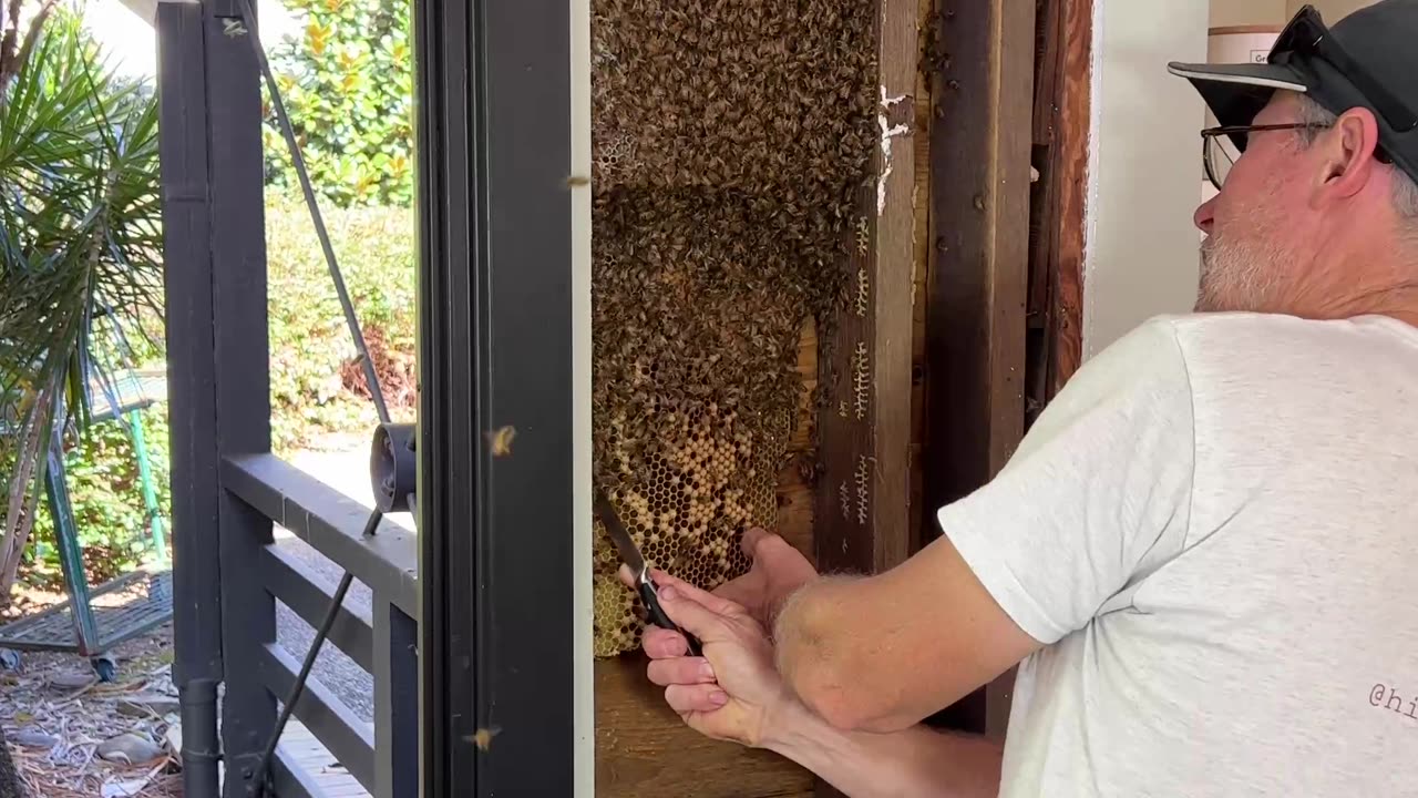 Massive Beehive Rescue