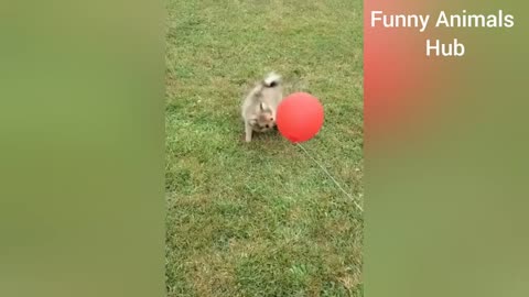 Funniest Dogs And Cats Videos/Best Funny Animal Videos 2023