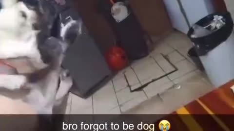 He Forgot How To Be A Dog