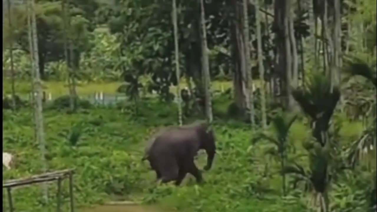 Angry Elephant Charges at Animals in the Wild – Intense Footage!