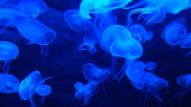 Jelly Fish Aquarium, Under water sound.