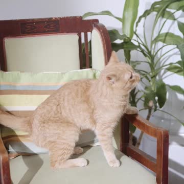 Baby Cats - Cute and Funny Cat Videos Compilation #34 | Aww Animals