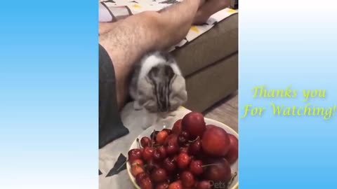 FUNNY CAT VIDEOS/BEST CAT MEMES /////