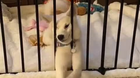Baby Dogs - Cute and Funny Dog Video