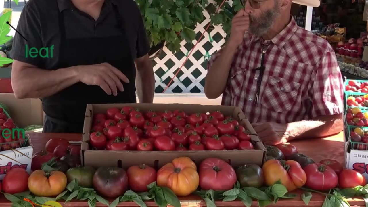 Summet Tomatoes Part 7