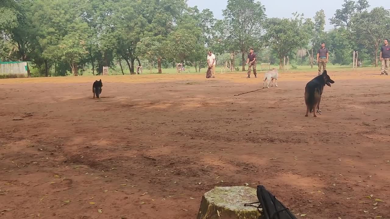 Dog training।। hand handling ।। practice।।