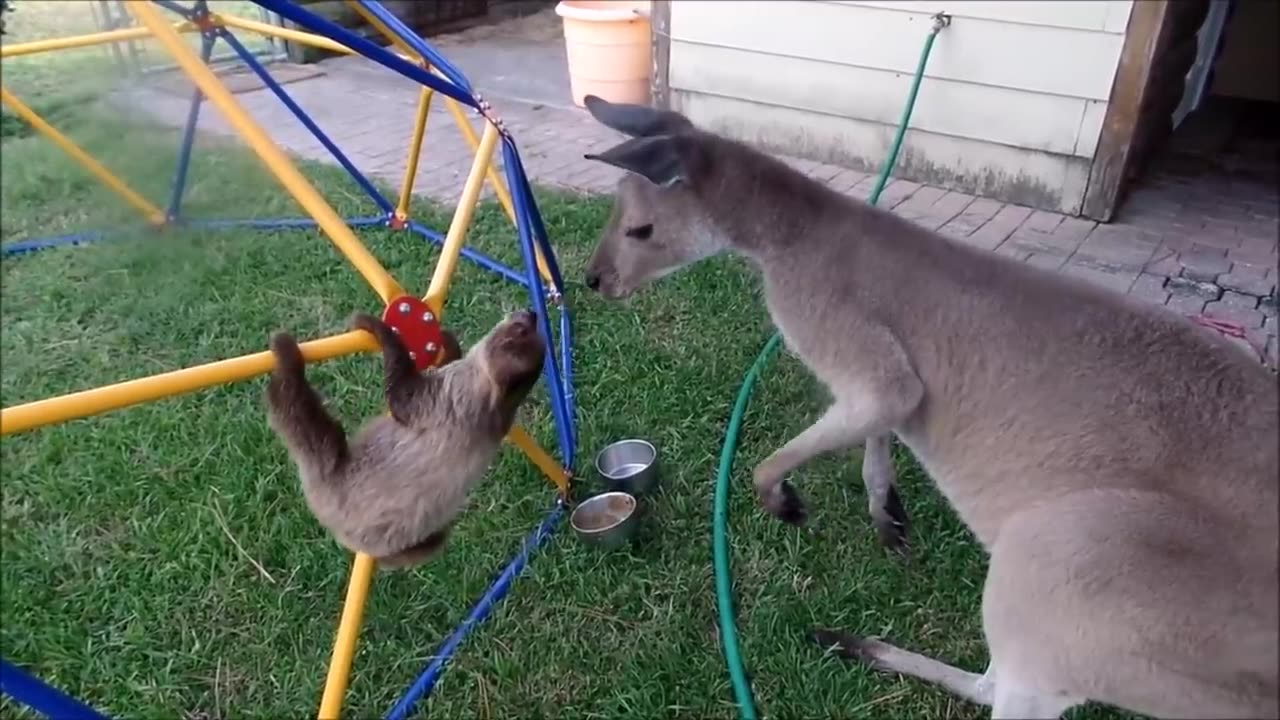 Adorable Baby Sloths in Action - The FUNNIEST Compilation!